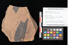Foto (Objekt + Etikett) von Quercus palaeoilex Ettingshausen (NHMW-GEO-2024-0188-0894)